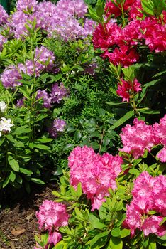 Beautiful pink rhododendron flower background - fresh colors of spring