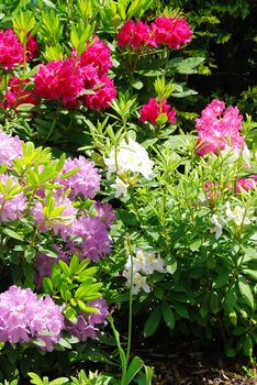 Beautiful garden with rhododendron  - fresh colors of spring