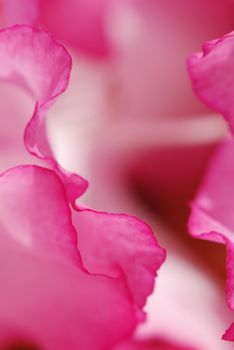 Beautiful pink rhododendron flower background - fresh colors of spring