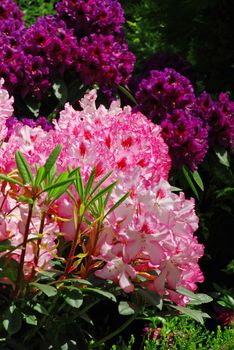 Beautiful garden with rhododendron  - fresh colors of spring