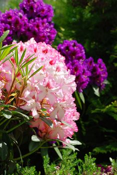 Beautiful pink rhododendron flower background - fresh colors of spring