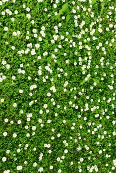 Beautiful floral background of blooming dasies and green grass