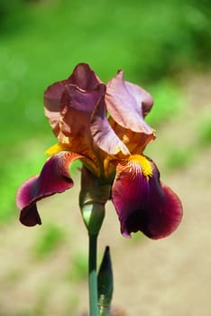 Iris flower against a blurred green background