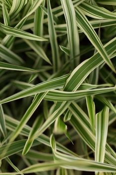 Botanical background of pretty green and white ornamental variegated leaves