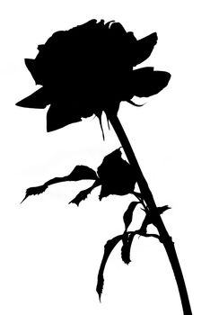 Black silhouette of the rose on a white background