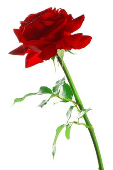 Beautiful red rose with leaves isolated on white