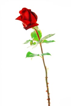 Beautiful red rose with leaves isolated on white