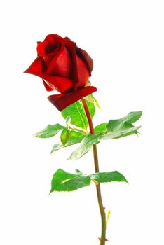 Beautiful red rose with leaves isolated on white