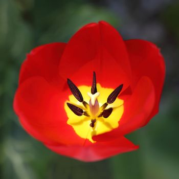 Inside of a beautiful red tulip with its distinctive yellow centre with the stamens and pistil