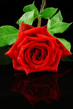 Beautiful red rose isolated on reflective black background