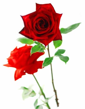 Beautiful red rose with leaves isolated on white