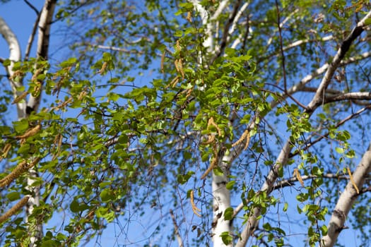 background of birch leaves