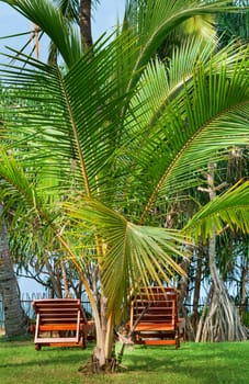 Beach chairs between tropical palms on green grass