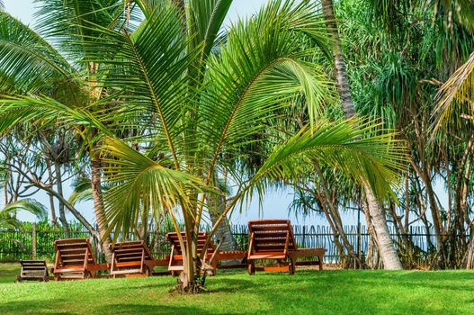 Beach beds between tropical palms on green grass