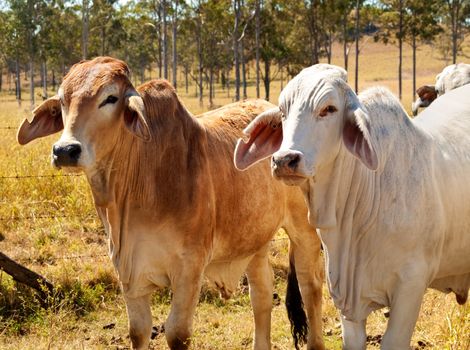 Australian Beef Cattle Industry Red and Grey Brahman Cows bred for meat  in rural Queensland