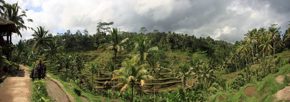 Terraced rice paddies with crops, near merita in ne bali, indonesia