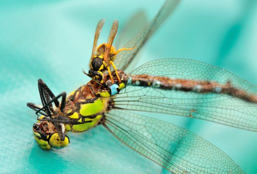 A wasp eats a dead dragonfly.