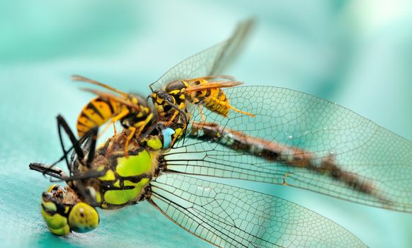 Two wasps eating a dead dragonfly.