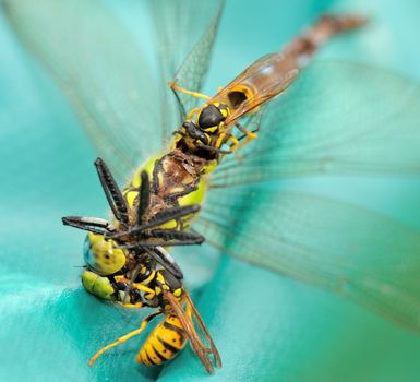 Two wasps eating a dead dragonfly.