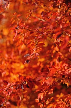 Red autumn leaves in the evening sun.