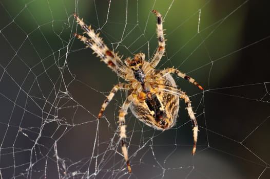 The bottom side of a garden spider in the repair of its web.