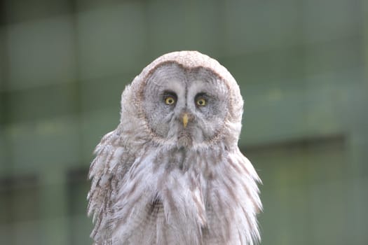 Great Grey Owl, Strix nebulosa