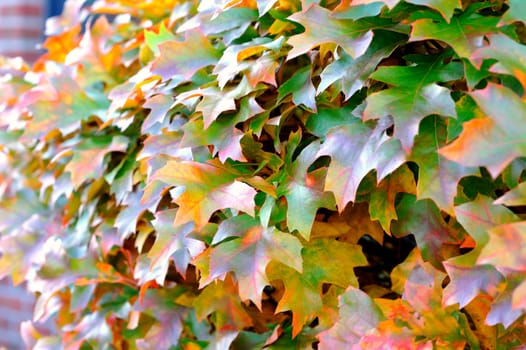 Colorful autumn leaves.