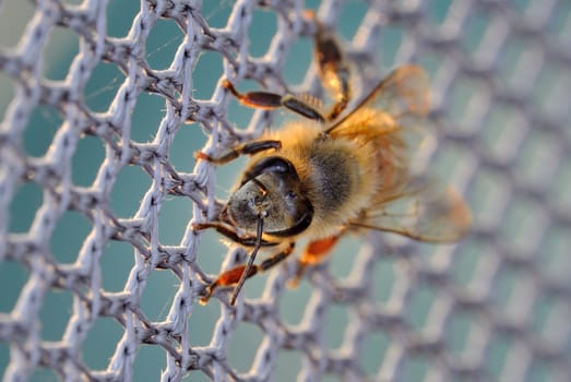 A honey bee on the net.