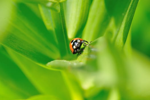 A ladybug between bright green leaves.