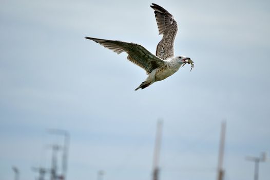 A flying seagull with crab in its beak.