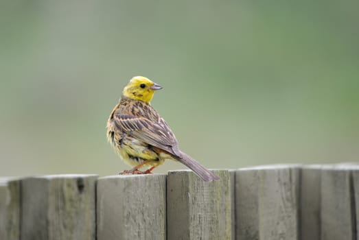 A yellowhammer sitting on the wooden fence.