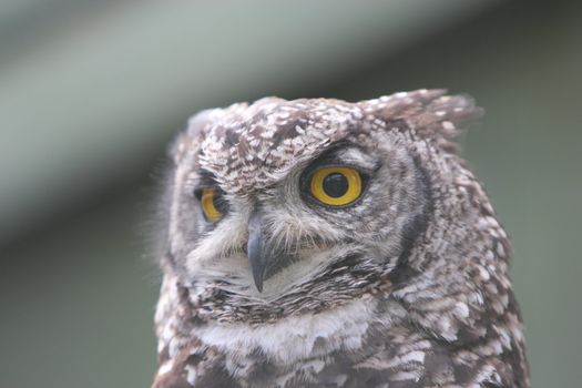 Spotted Eagle owl