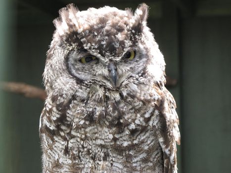 Spotted Eagle owl Bubo africanus