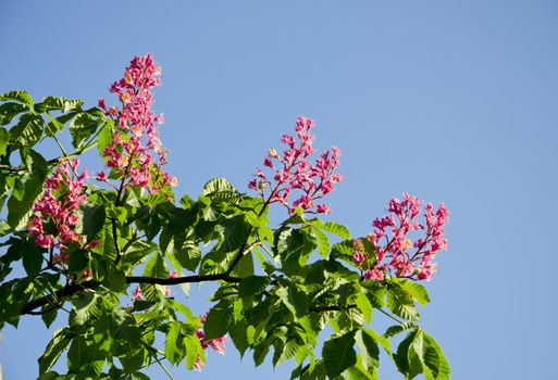 spring conker tree blossoms and sky background