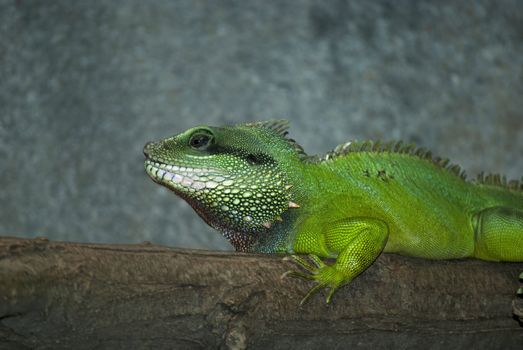 Green water dragon sitting on the tree