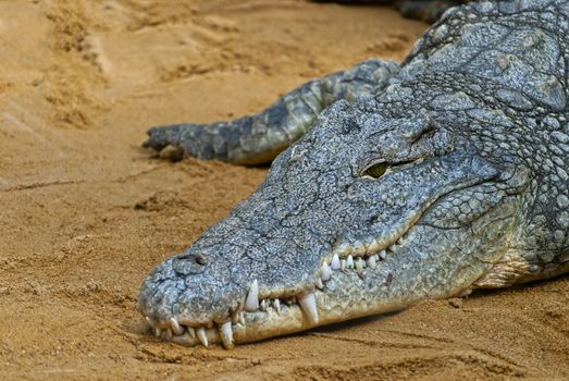 Close up of a crocodile lying on the yellow sand