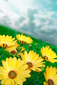 Yellow flower close up and green grass