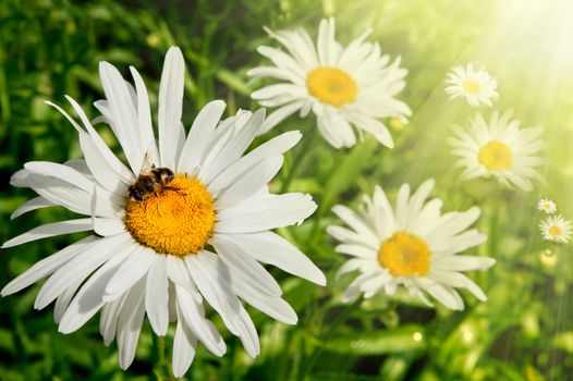 field of daisies with sunshine and bee