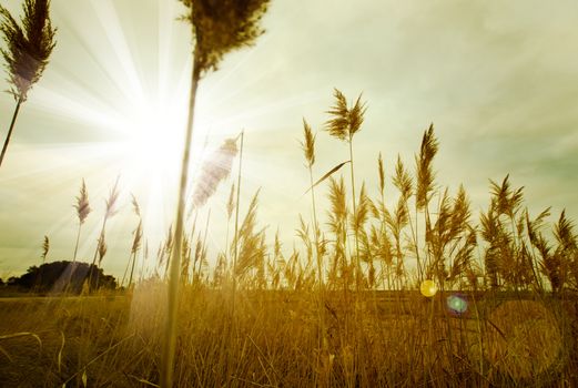 Background nature with sunset and vegetation