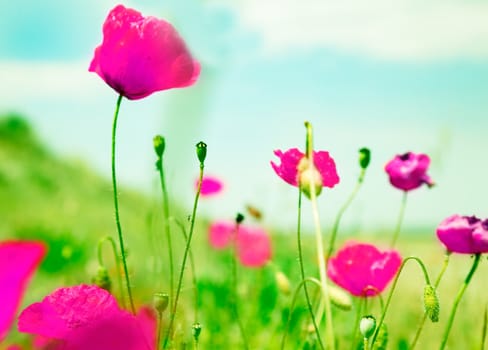 Idyllic image of field of flowers