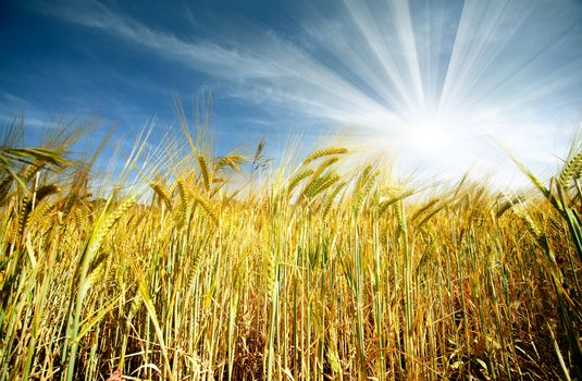 Idyllic wheat field and sunshine