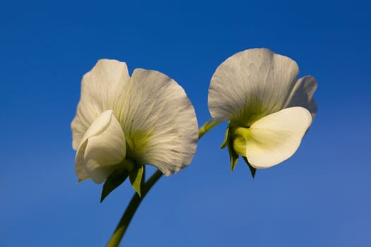 Garden Pea Flower with Vine  against the blue sky