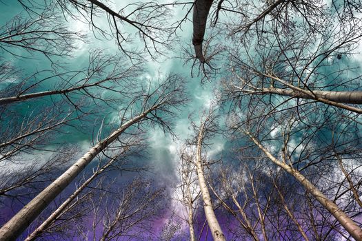 Details of trees against the sky