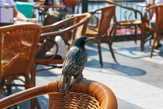 Bird sitting on a chair in a street cafe
