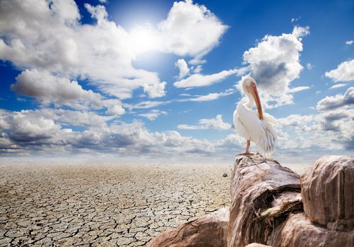 Desert landscape with a pelican on a rock