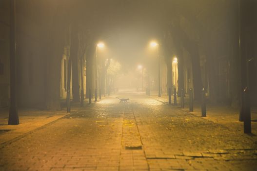 night urban landscape with fog and black cat