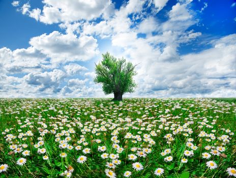 springtime and tree