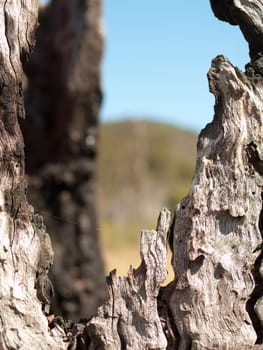 Hollow burnt out tree trunk keyhole
