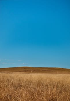 Field of grass horizon with blue sky background