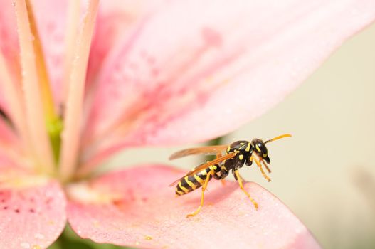 Close-up wasp on wet pink lily flower is ready to fly. Shallow depth of field and focus on wasp.